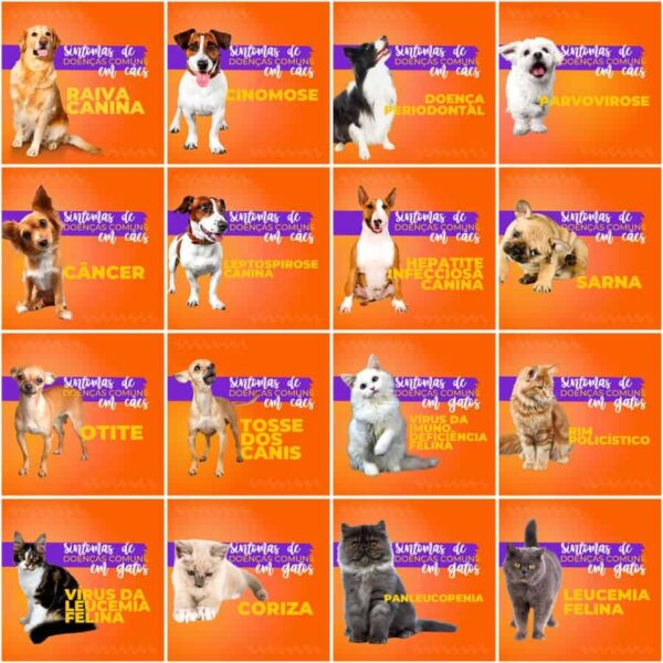 Pack Canva Pet Shop Template Canva 200 Artes + Legendas - Imagem 4